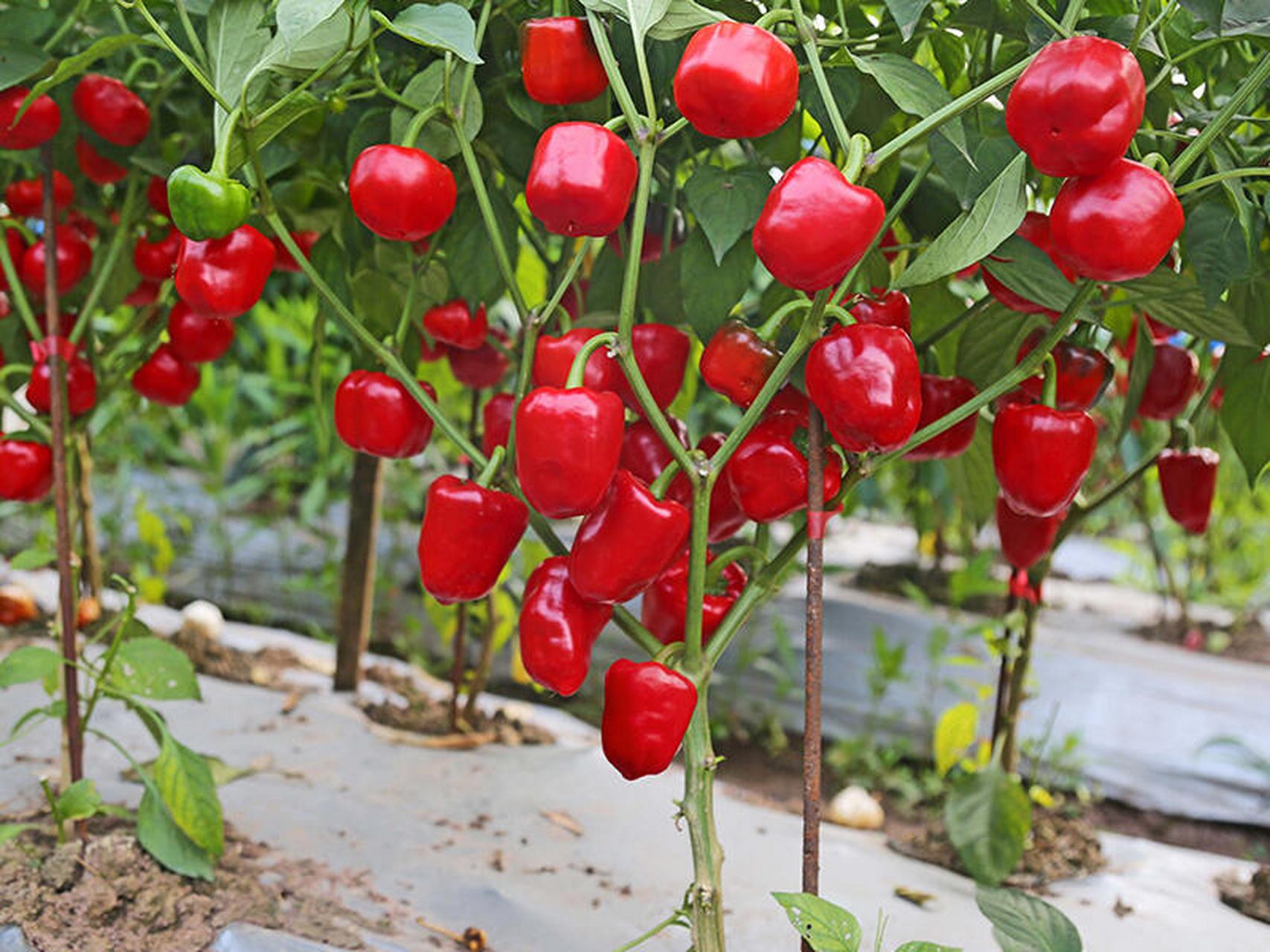 灯笼椒的种植要点,帮你实现丰产,优产 1,种子处理 在种植灯笼椒的时候