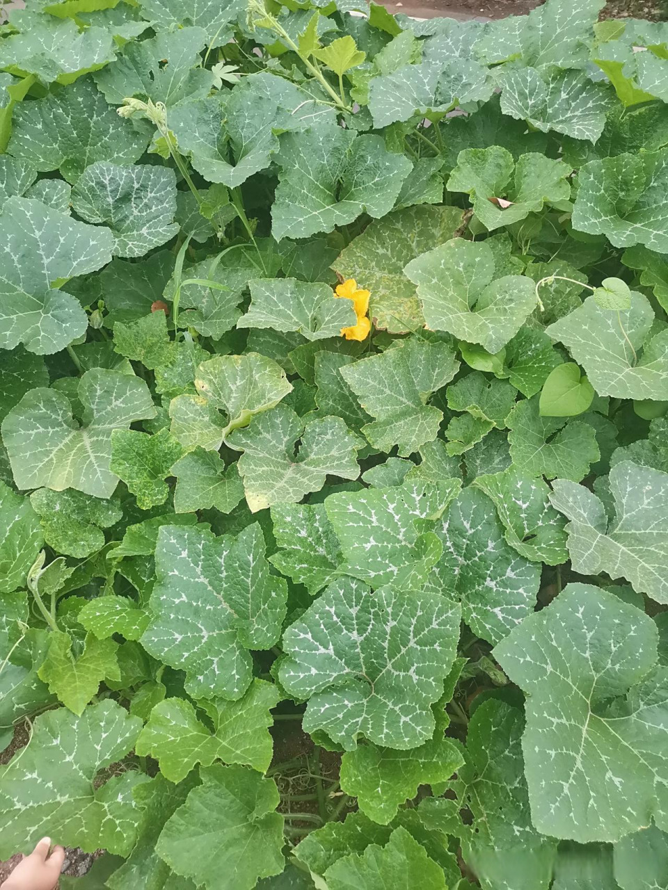 这个学名叫啥? 在我们老家,这东西结出来的瓜叫 吊瓜