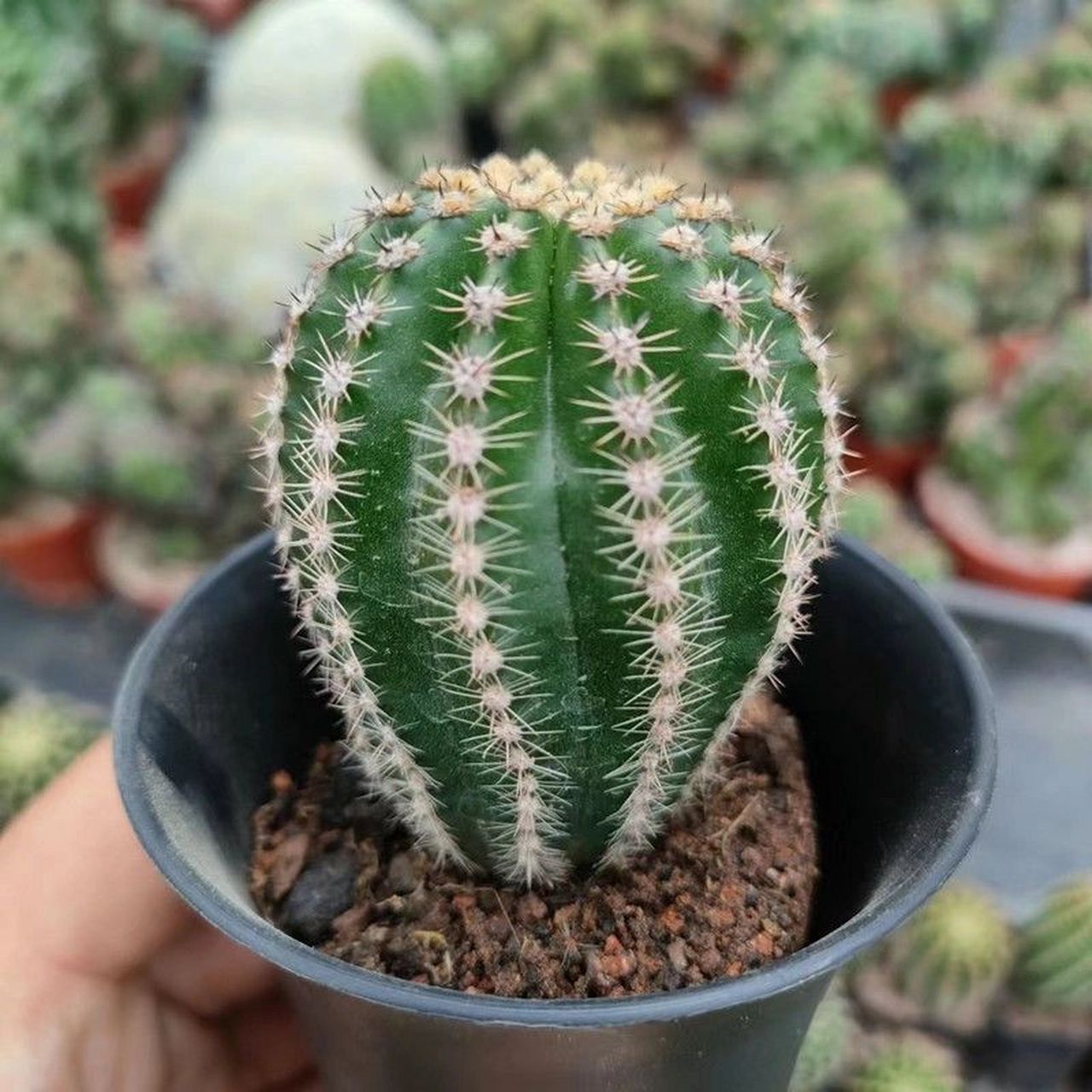 实生黑金刚仙人球 92实生根,柱体直径3-4厘米,高5-6厘米.