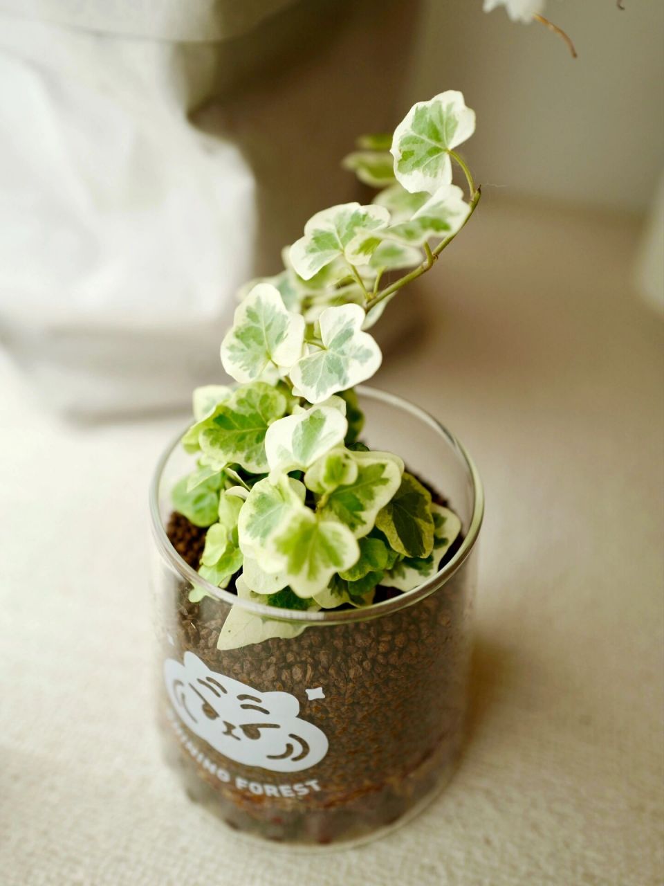 绿植成长日记day2 | 雪莹常春藤 仙气飘飘的雪莹公主 	 9515 科属