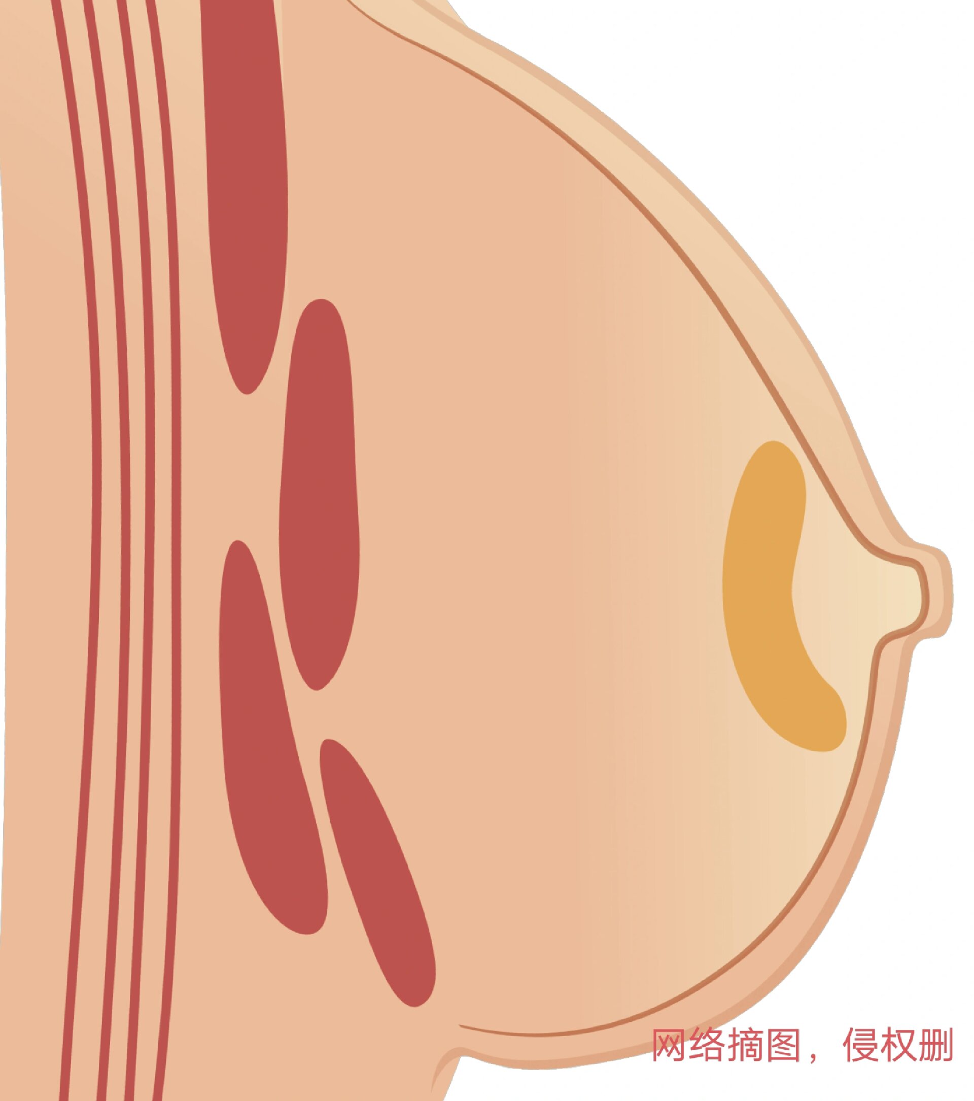 解决乳头白点导致乳腺硬块不痛的方法 这两周哺乳期乳头白点