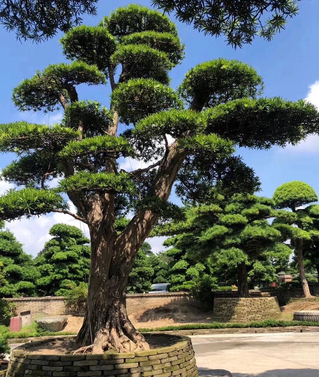 植物笔记|黑松 939393 【原产地】日本及朝鲜南部海岸地区