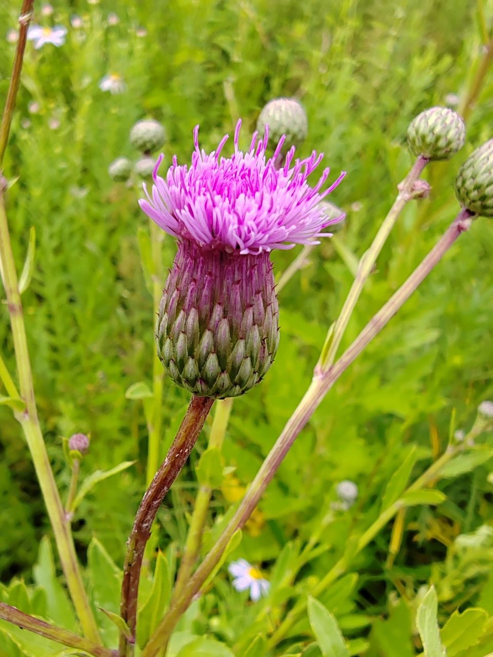 东北野草花(八十一)蓟 菊科蓟属多年生草本植物.