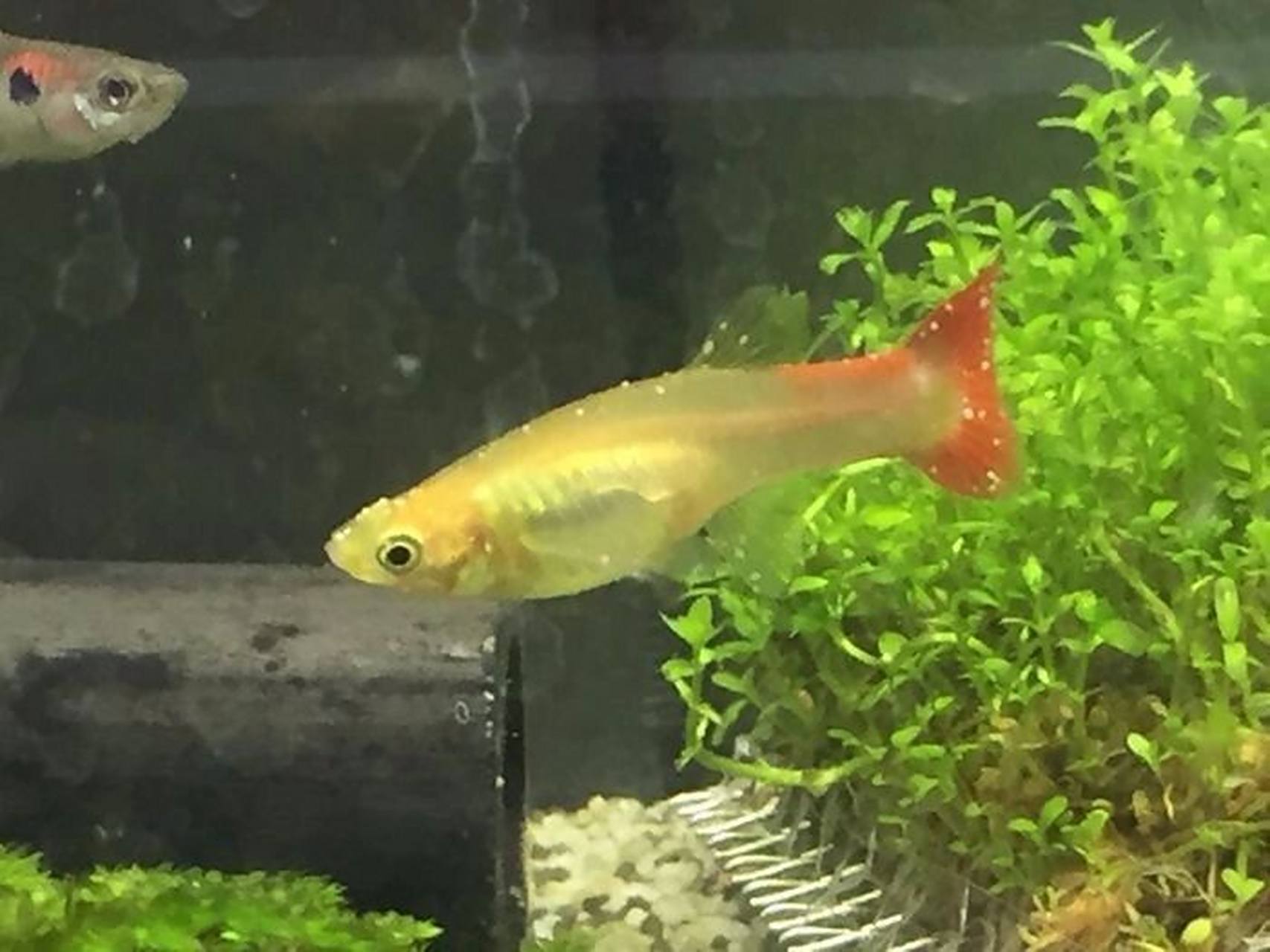 如图所示,这是一只得了白点的孔雀鱼