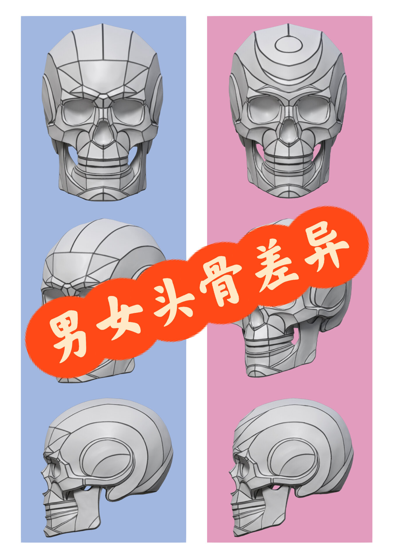 学习分享-男女头骨对比
