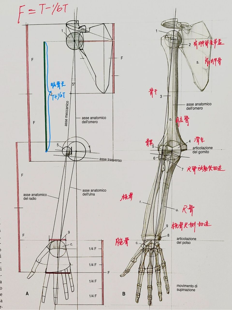 肱骨x线解剖图片