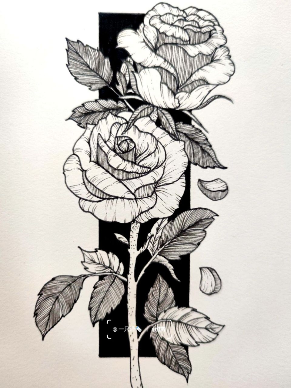 线描(28/50)花卉篇|玫瑰2(附过程图)          玫瑰花95的花语是:"