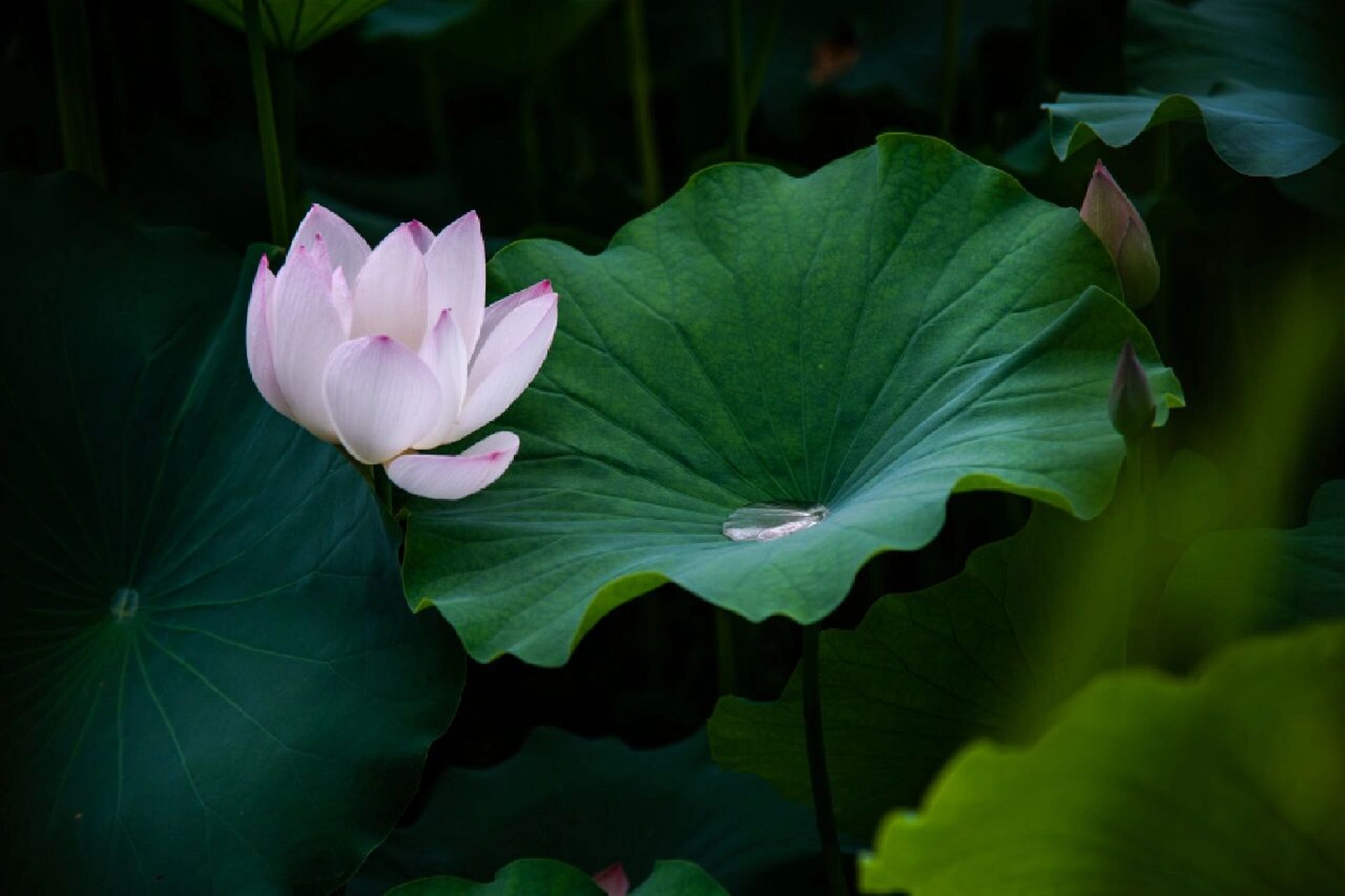 荷花壁纸全屏图片