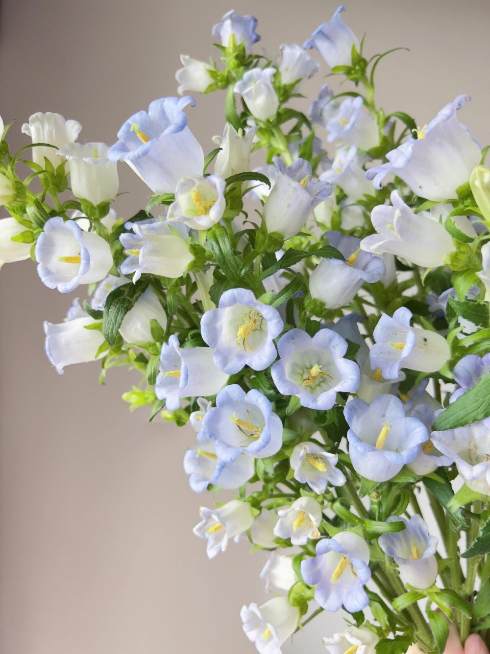 浅蓝色风铃花 这花莫名有种治愈感.