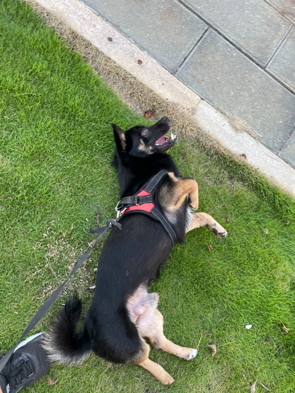 中华田园犬 小黑狗性情大变 前几天家里人遛狗,在家附近绳突然断了,狗