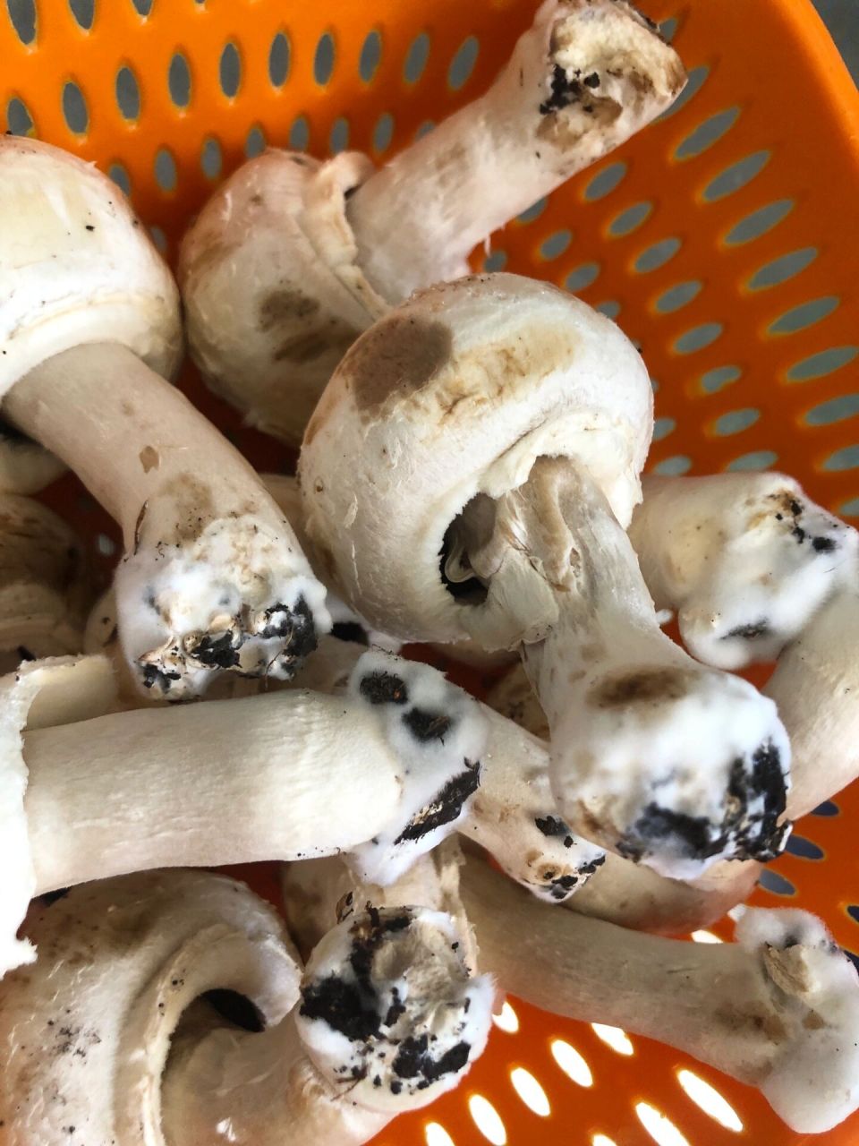 长白毛了的蘑菇还能吃吗?    今天刚打开冰箱,看到了斥巨资2.