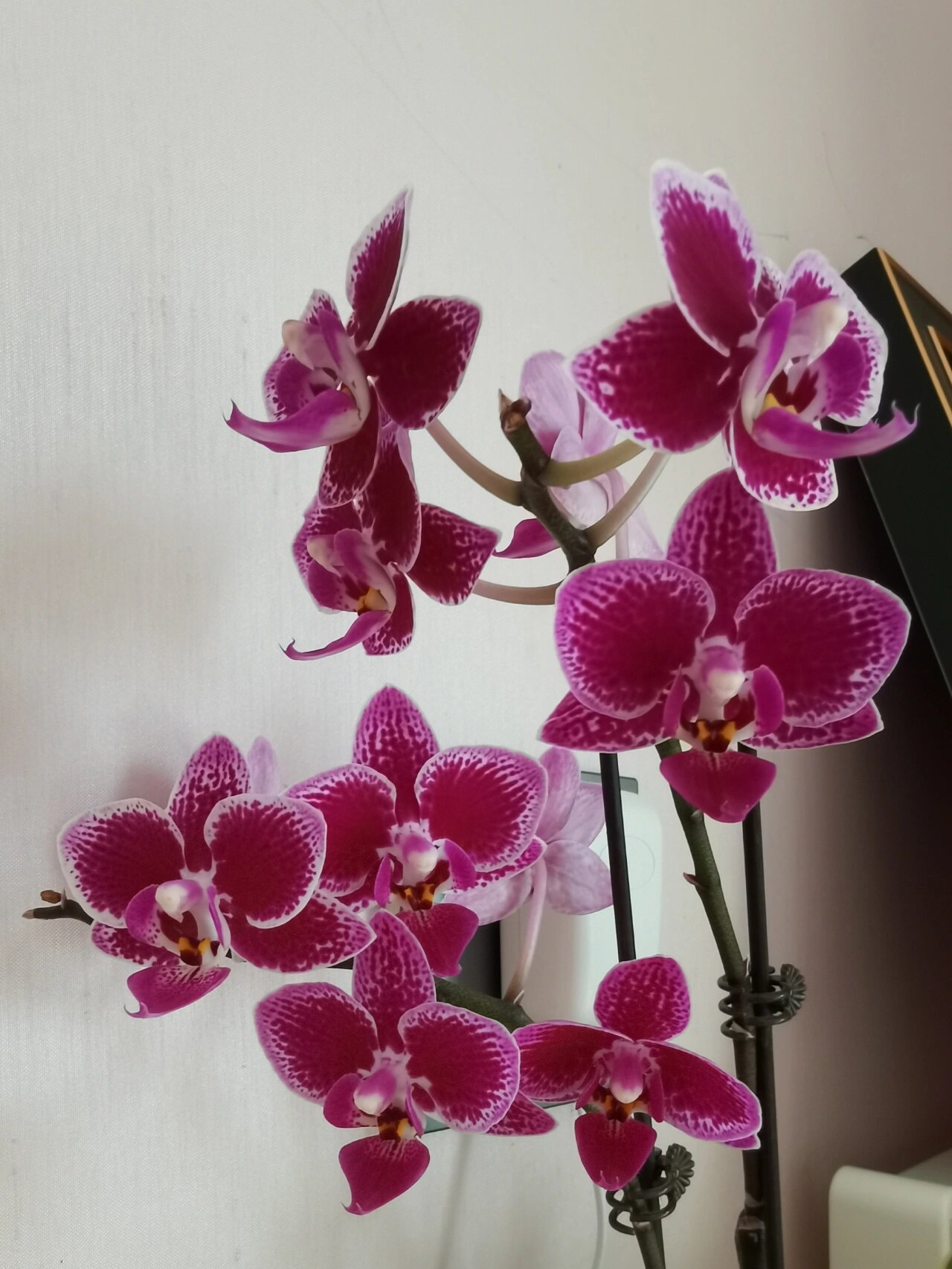 金边蔓越莓蝴蝶兰 去年冬天买了盆白底红舌的蝴蝶兰,挺清新的,放室内