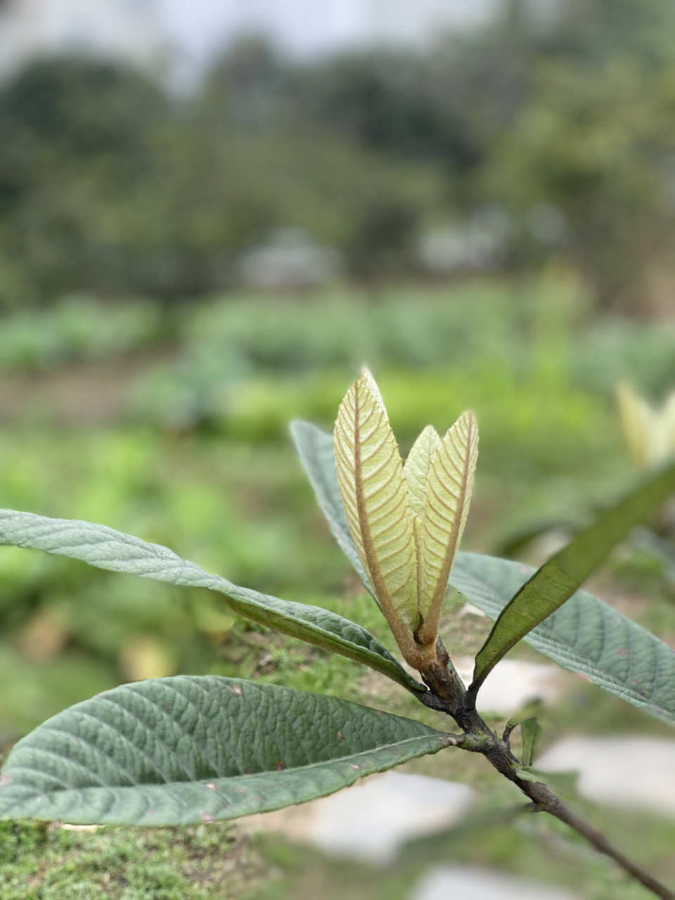 枇杷树 枇杷独有的美 在这一刹那 跃入我的眼帘 每片茎叶 在风中轻轻