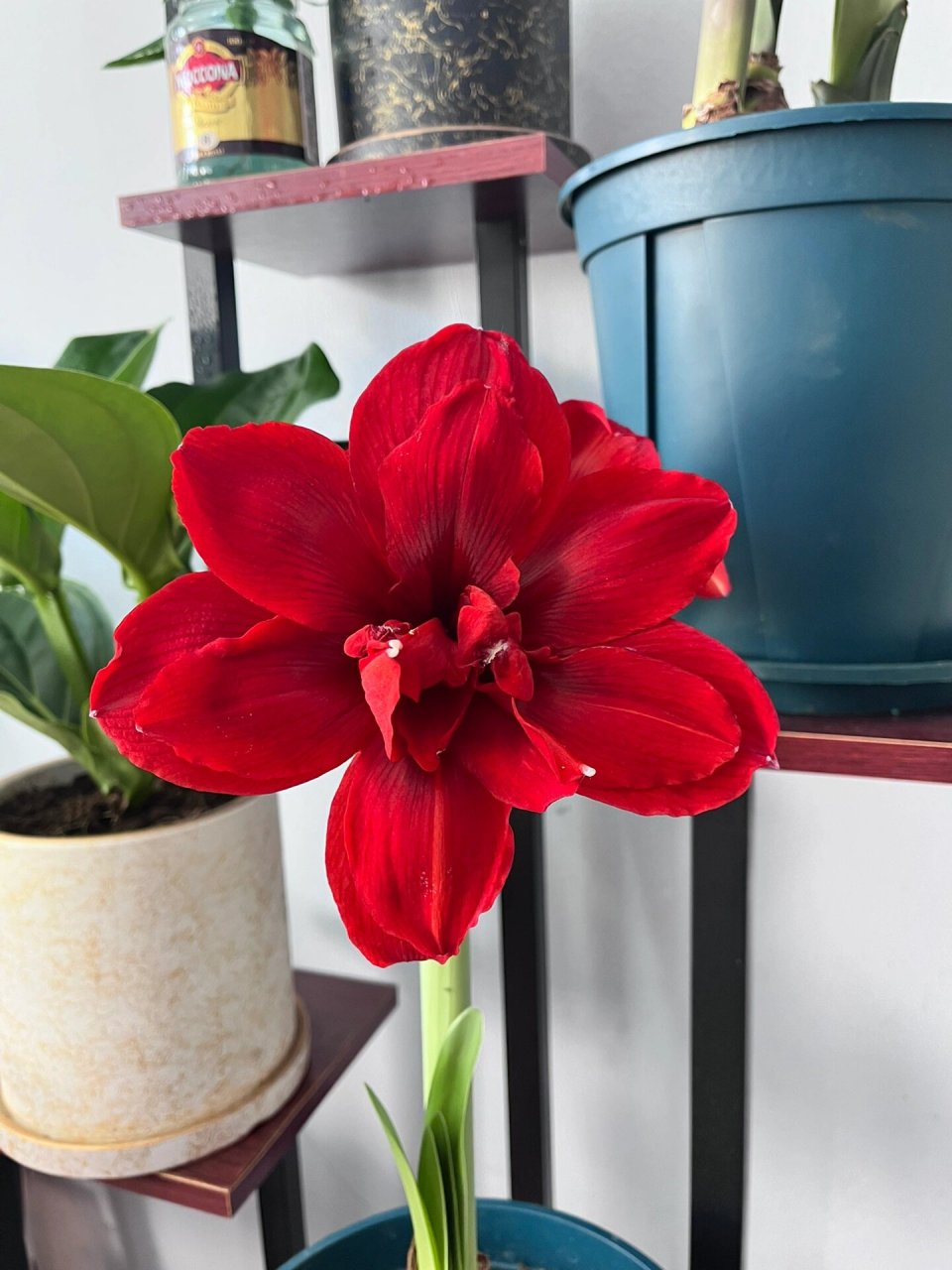 朱顶红迪卡女王 迪卡女王,丝绒质感,黑红色,黑又亮的感觉,自带高贵感