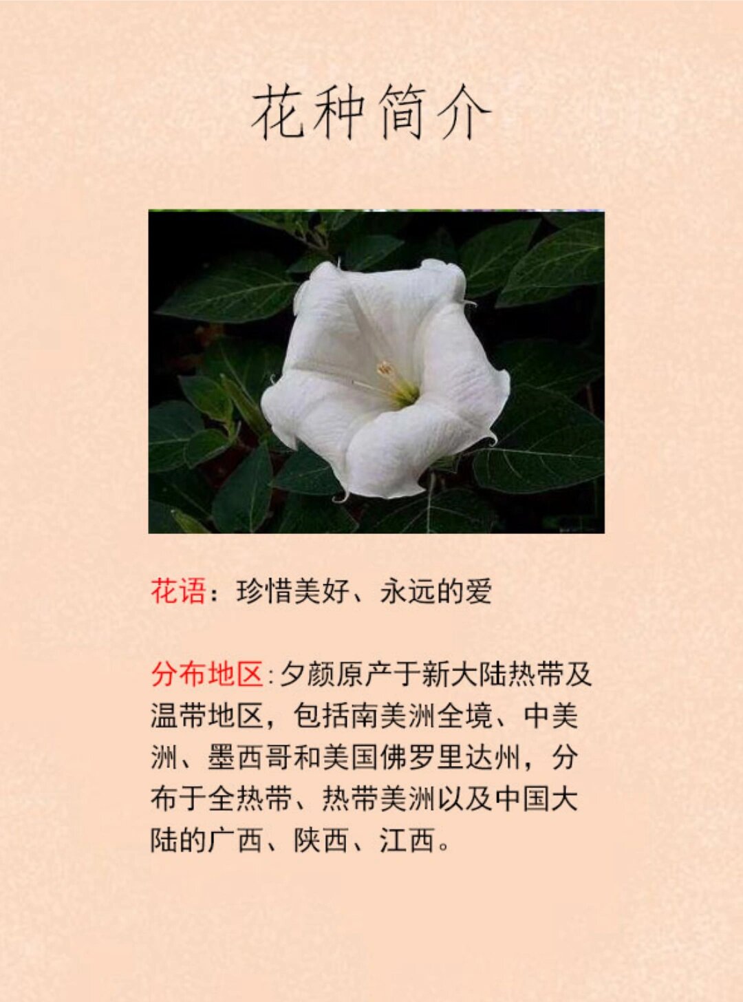 floiwers and cherish flowers more 夜颜,天茄儿 花种简介 花语