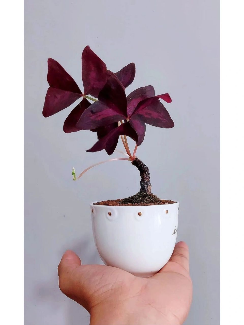 三角紫叶酢浆草 又名紫叶酢浆草,是酢浆草科酢浆草属的一种.