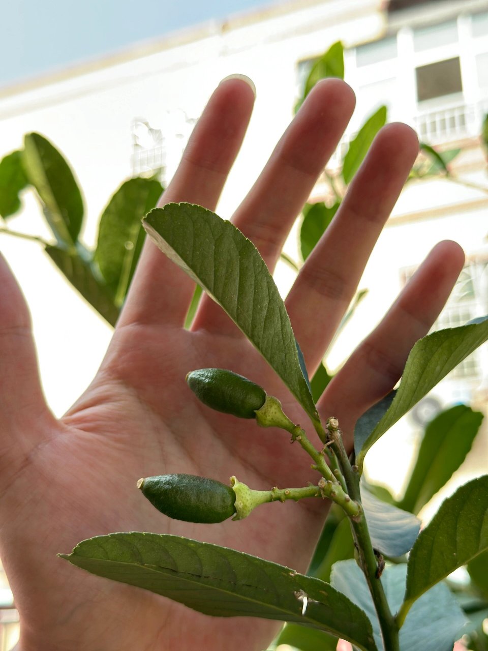 香水柠檬从开花到结果 香水柠檬从开花到结果 3月22号开花,9月24号
