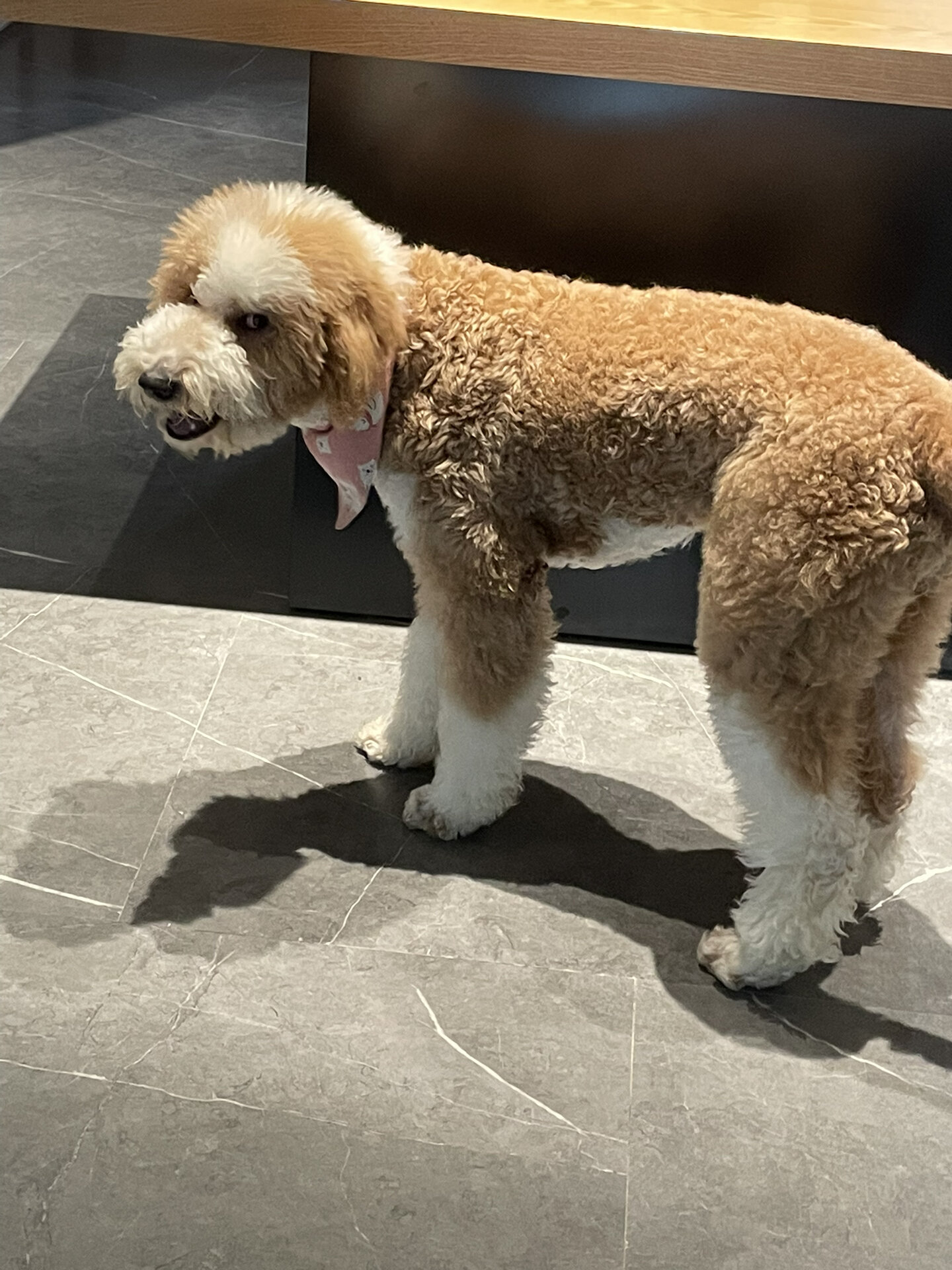 这是我见过的最像毛绒玩具的狗狗