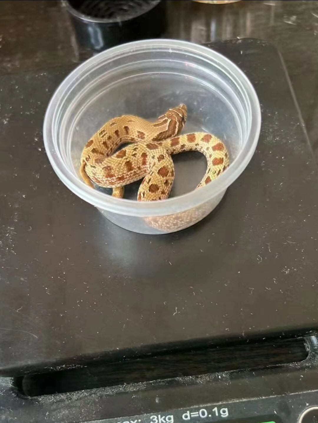 猪鼻蛇 猪鼻蛇(hognose snake),是游蛇科猪鼻蛇属动物的统称 猪鼻蛇