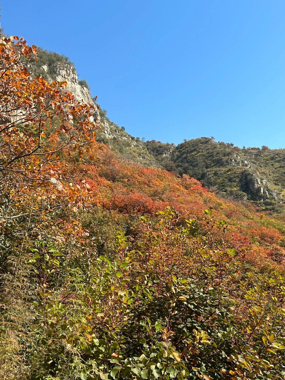 邢台 看红枫叶93好去处～ 沙河  佛照山    62ye   路程 :市区