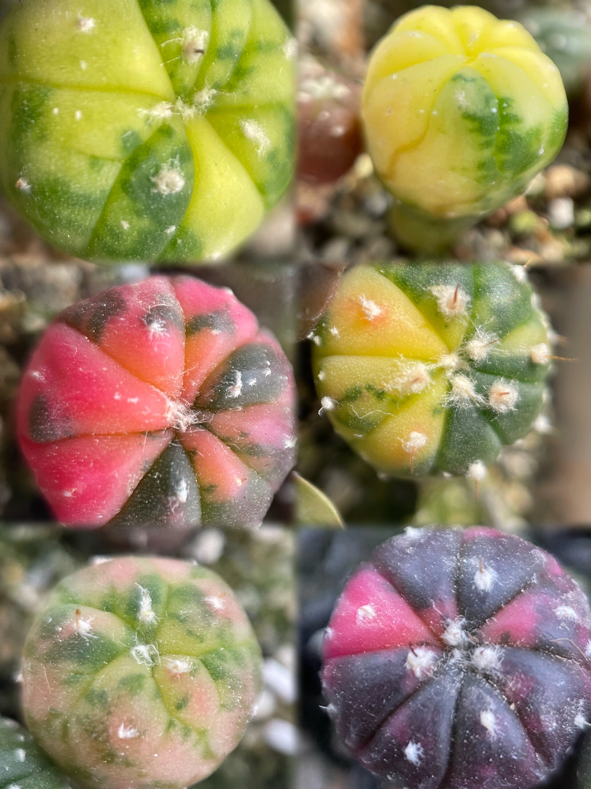 多肉仙人球介绍 星兜属于星球属astrophytum,属名由两个希腊字母组成
