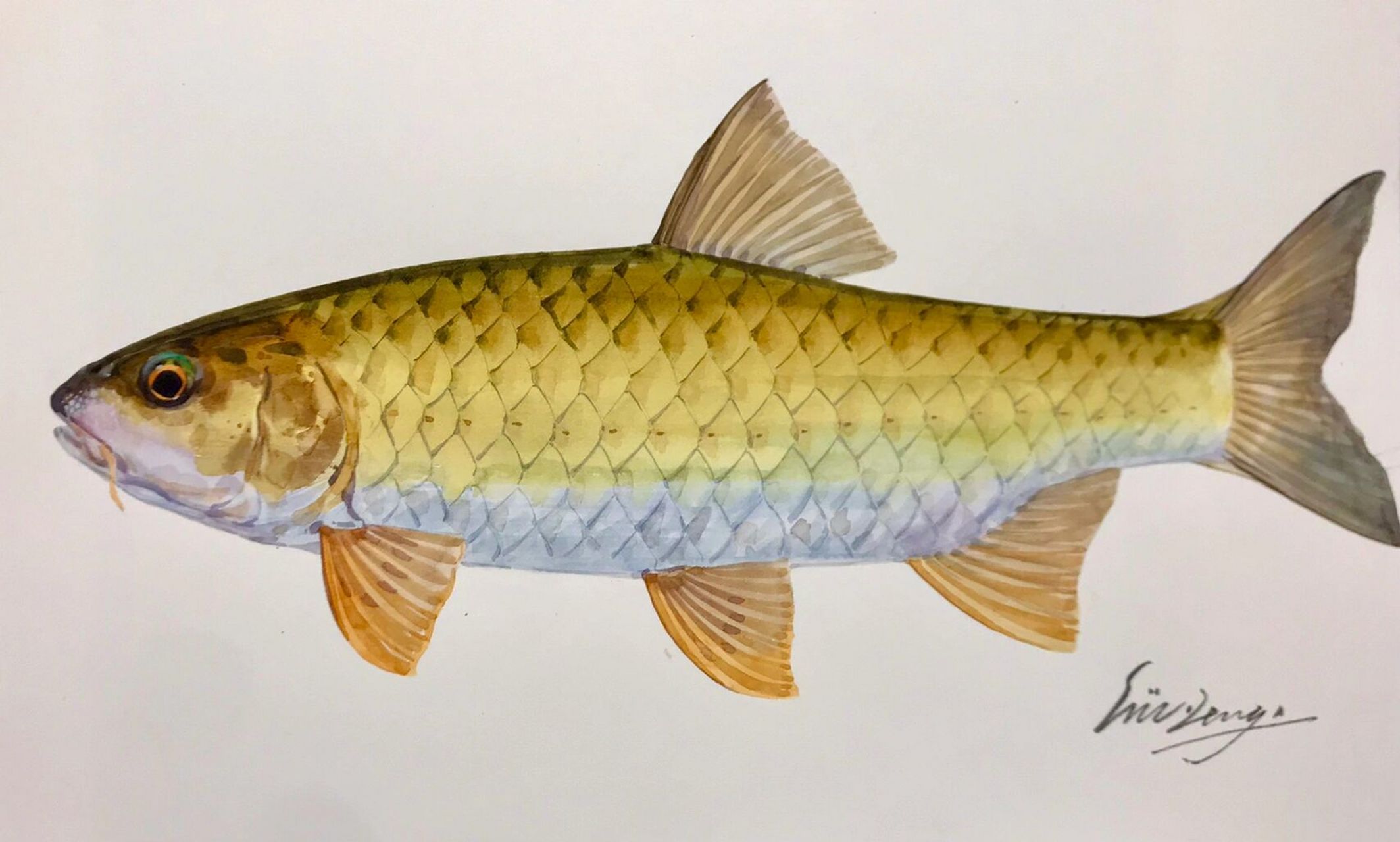 最美路亚对象鱼之一～军鱼! 我想没人反对吧?