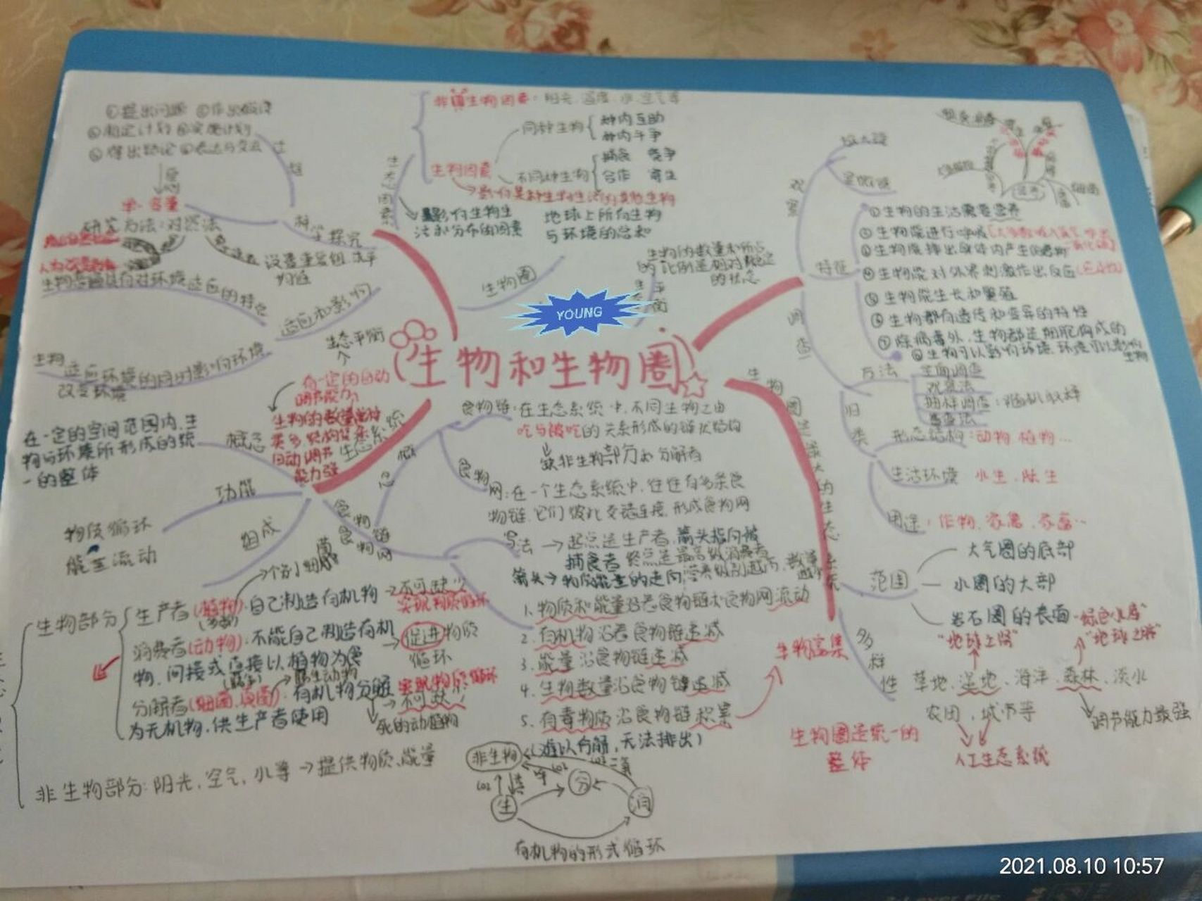 七上生物第一章思维导图 看不清的问我!字迹潦草致歉