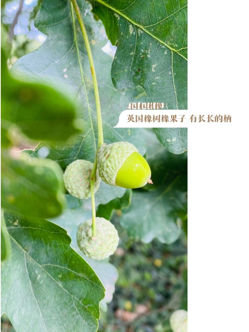 植物笔记:橡树花