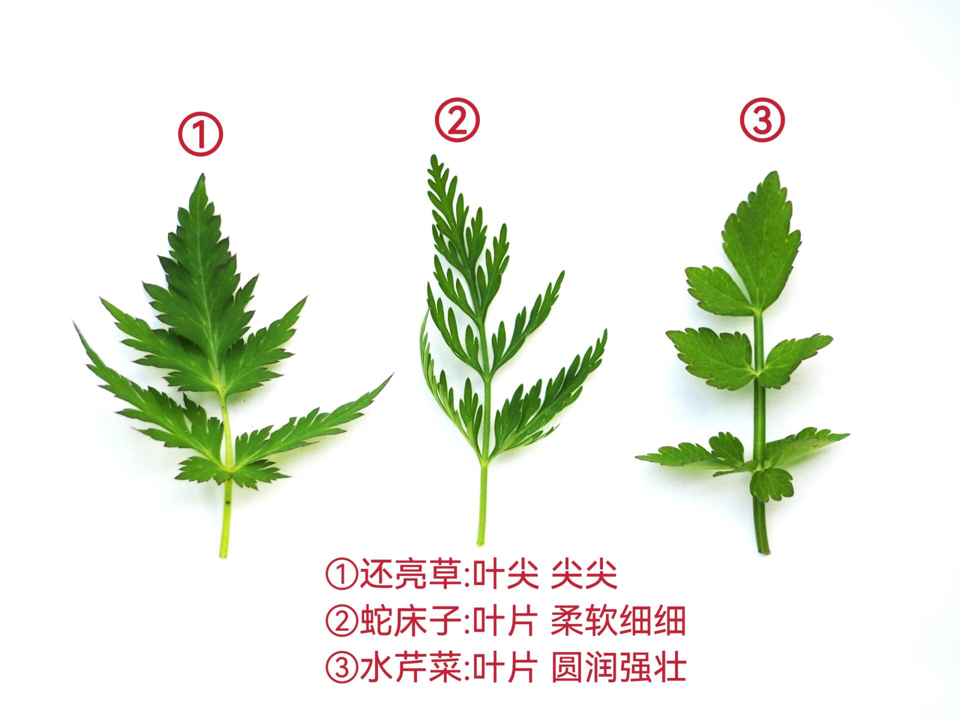 一张图教你辨别真假水芹菜(野芹菜) 最近看到不少薯友把蛇床子采回家