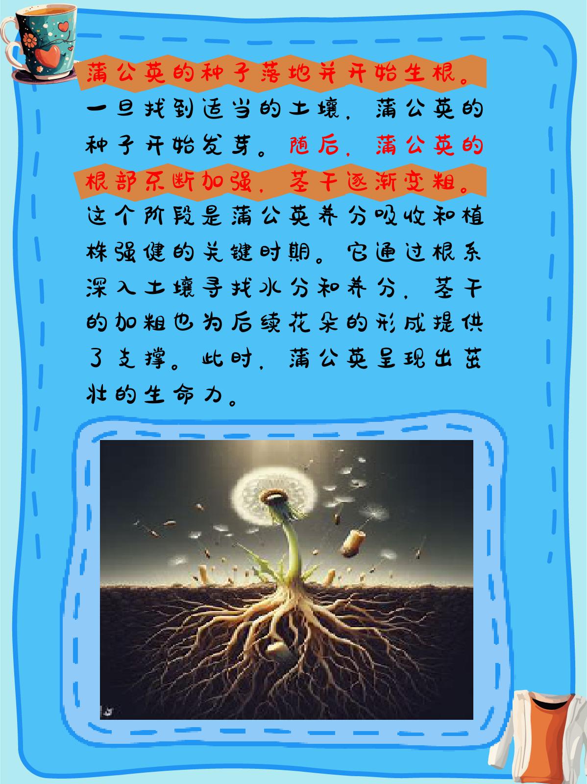 蒲公英的生长过程
