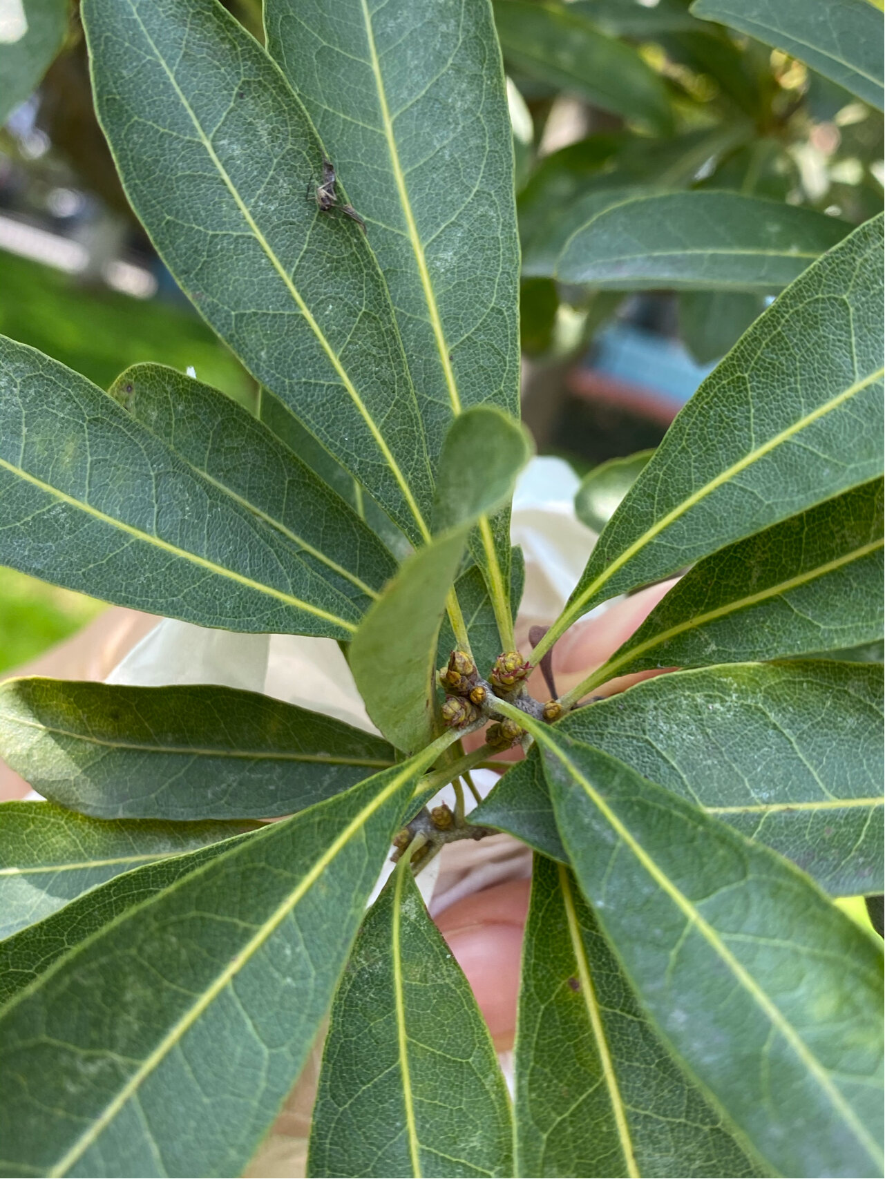 杨梅花分雌雄