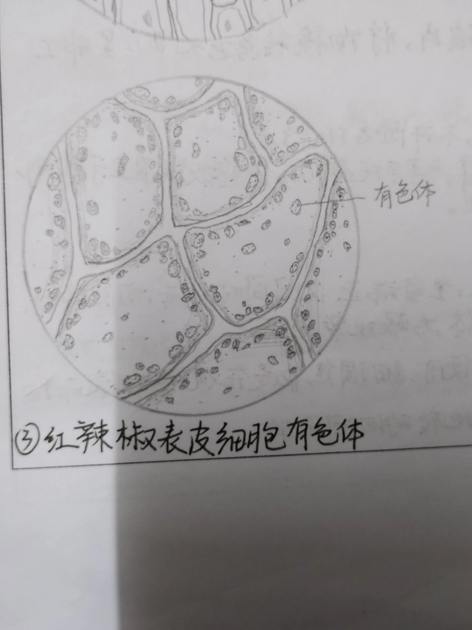 植物的叶绿体和白色提