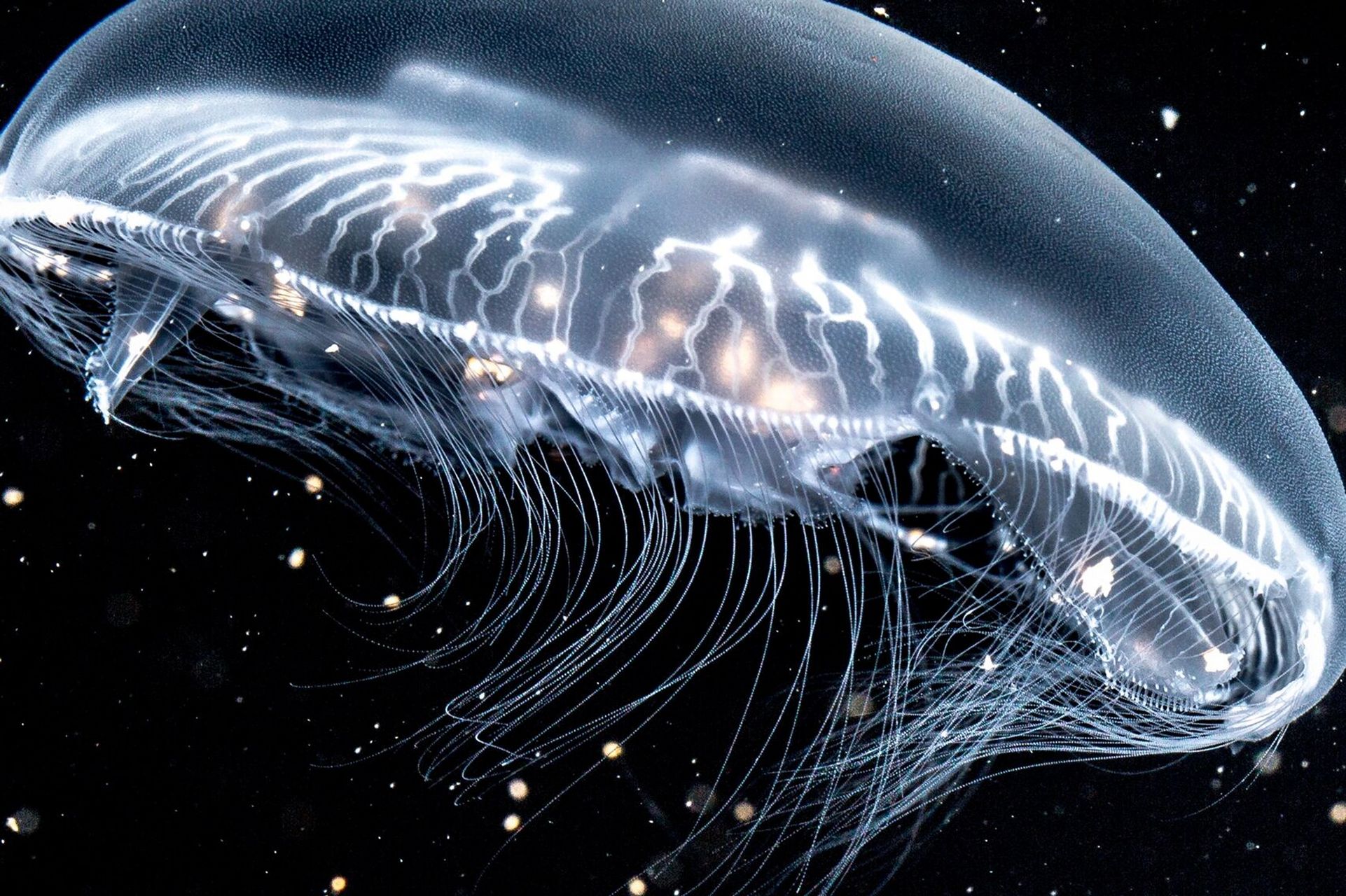 海月水母|最常见的水母之一 98 fantasea·奇妙海洋 	 61.