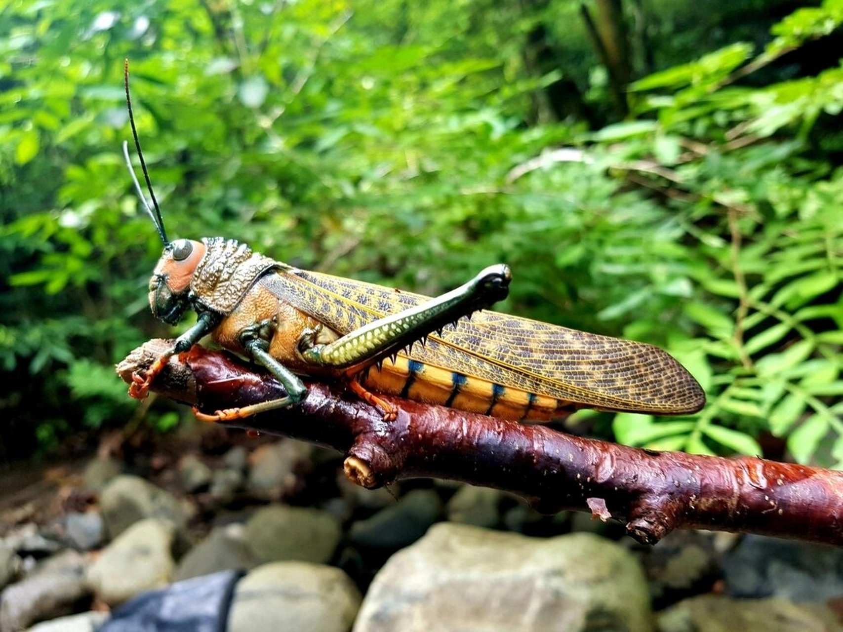 独一无二的橙翅斑巨蝗 橙斑翅巨蝗(tropidacris cristata)别名