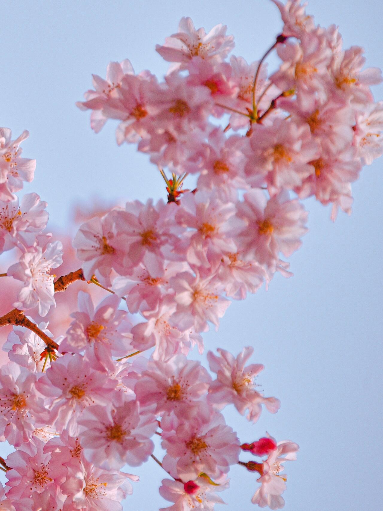 樱花 | 垂枝樱花  去年在李村公园偶然拍到这么一棵, 便深深的喜欢上