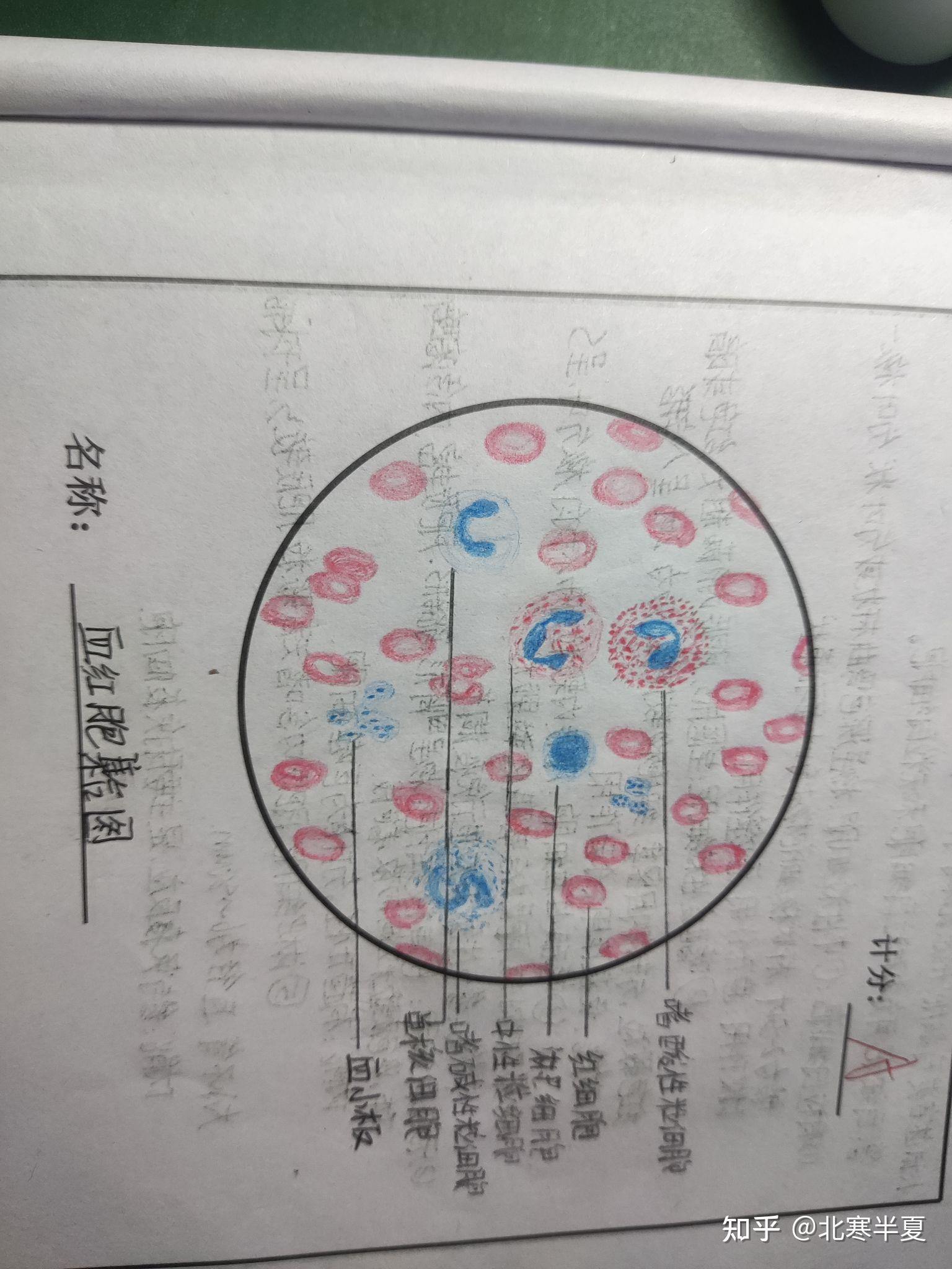 原始红细胞绘图图片