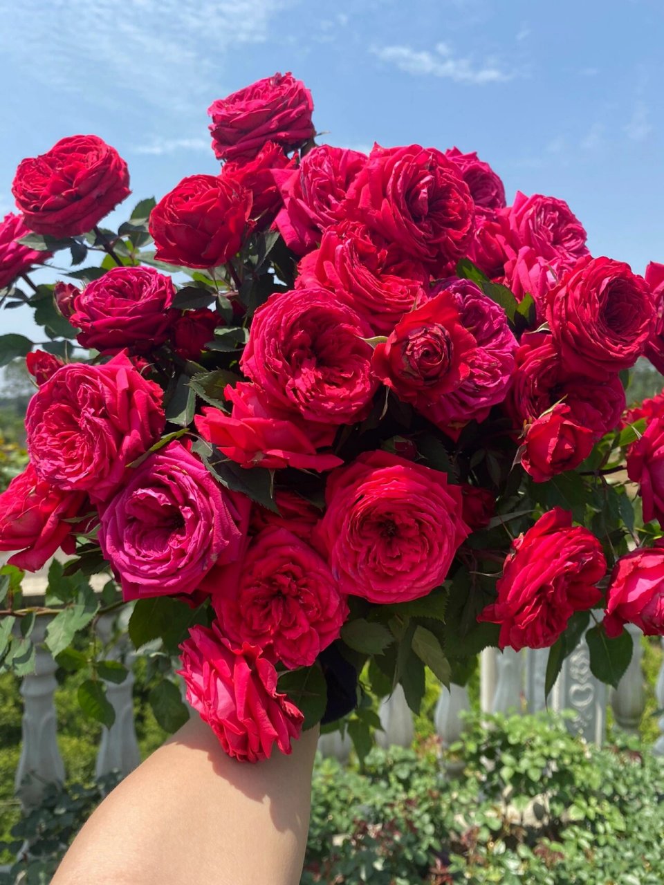 蒙特卡洛月季 超多头,四枝就把五加仑装满了