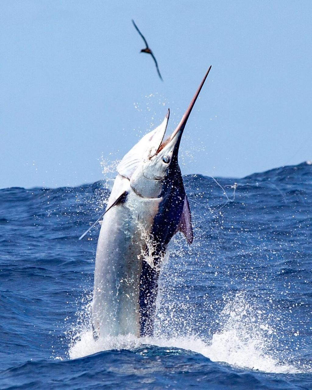 路亚海钓人的壁纸照片,拿走不谢 #路亚海钓# #海钓