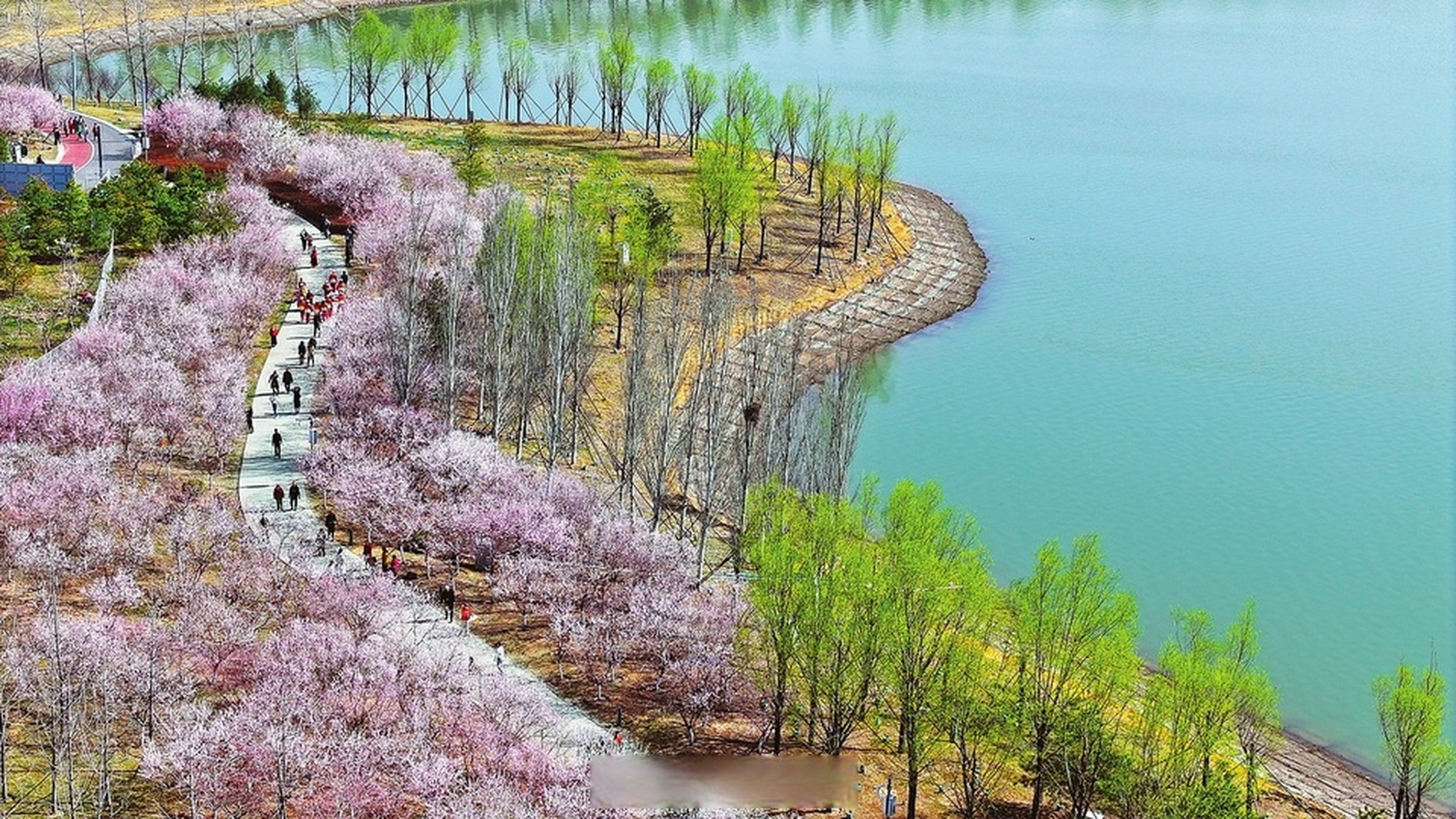 晋阳湖公园赏花图片