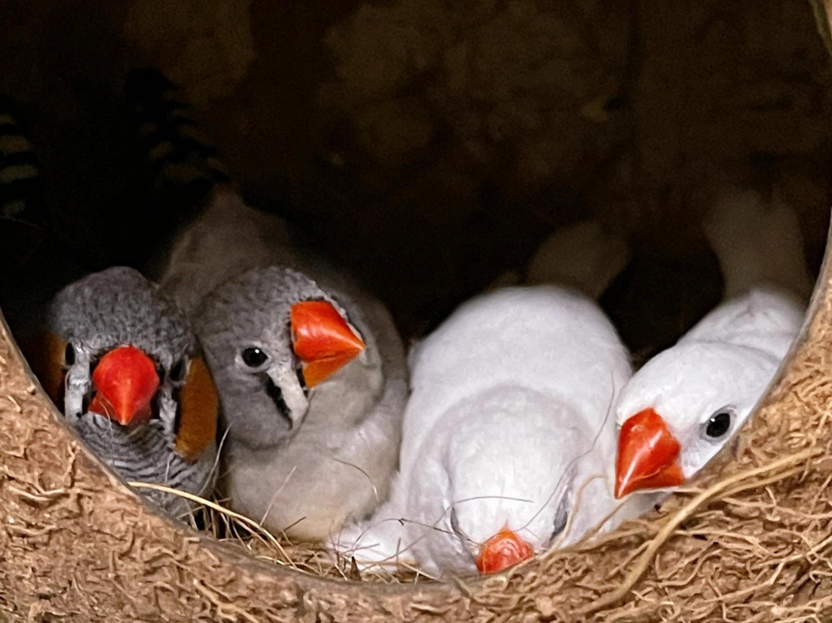 刚到家的珍珠鸟,应该怎么养啊?