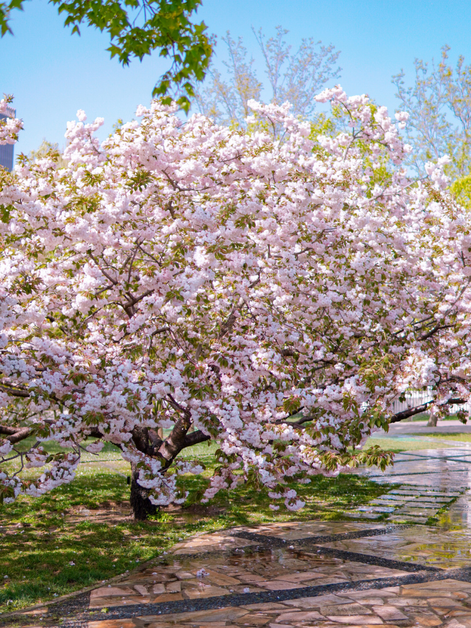 去年就种草了四得公园的晚樱树,今年终于来打卡了,美是美,但是赶上