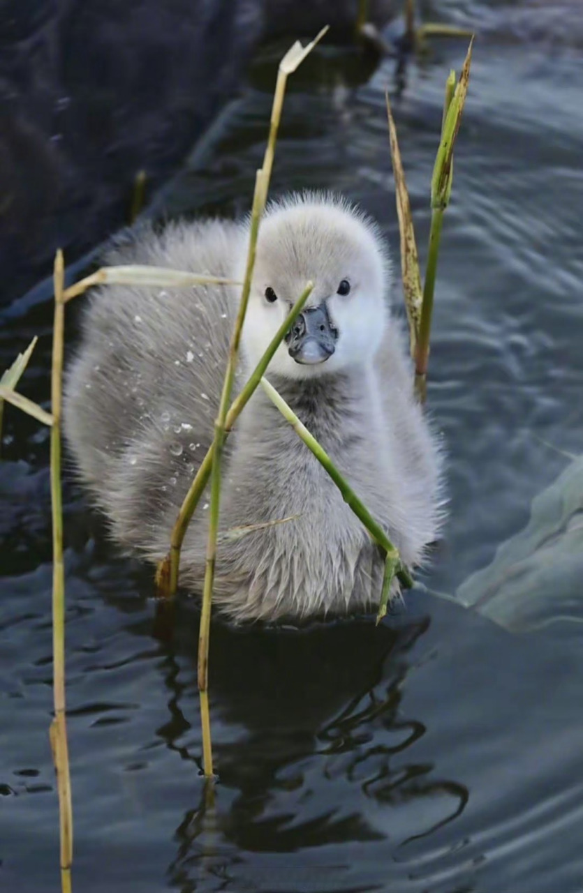 被圆明园的天鹅幼崽可爱到了】冬日时节,几只毛茸茸的天鹅宝宝出现在