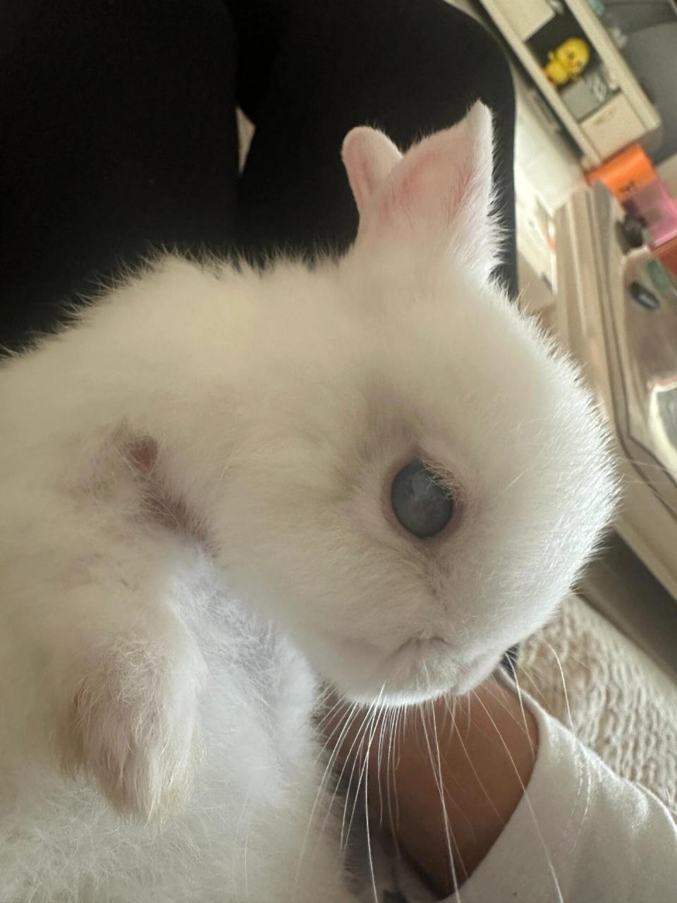 我可爱的🐰眼睛咋的了 新从花卉市场买来半个月的小兔子  右眼睛有