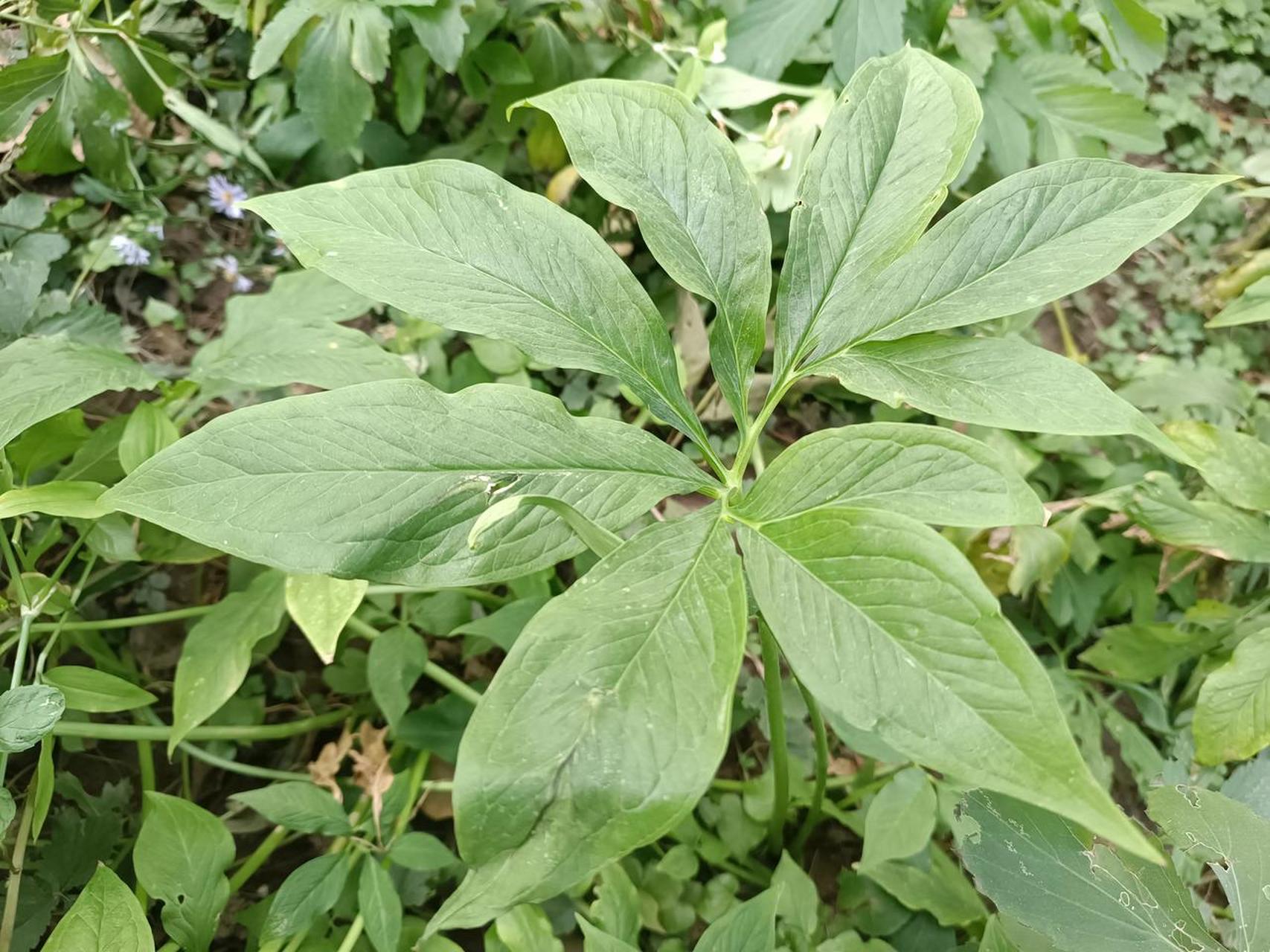 虎掌vs天南星  这片虎掌拍摄于北京,虎掌是天南星科半夏属植物,它的