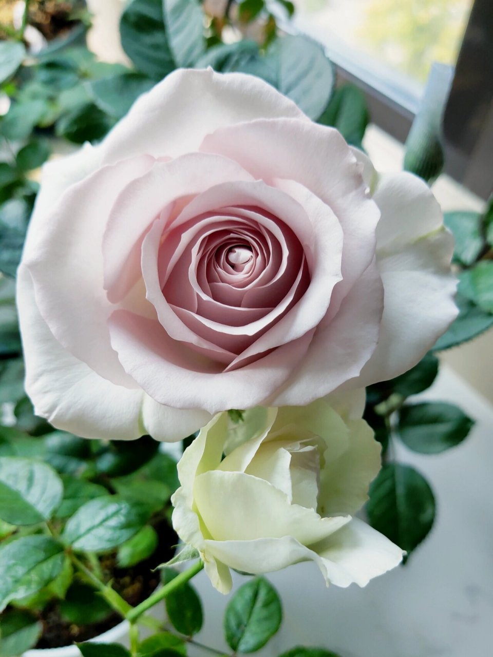 珂赛特月季 很大朵,形状个颜色也好看的 开花枝不算长,是乙女心的一半