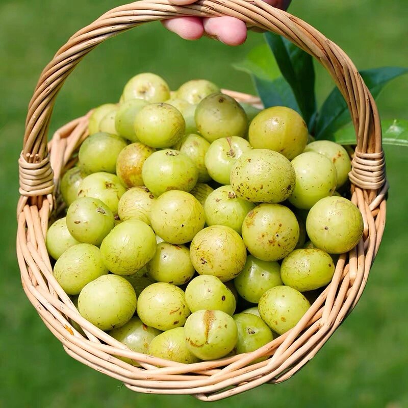 油甘果的功效与作用 1,润肺止咳 油甘果对于我们润肺