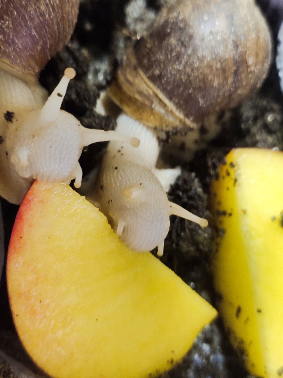 已养育半年的白玉蜗牛 胃口挺好,嘴巴挺挑,菜叶子不吃,只吃饲料和水果