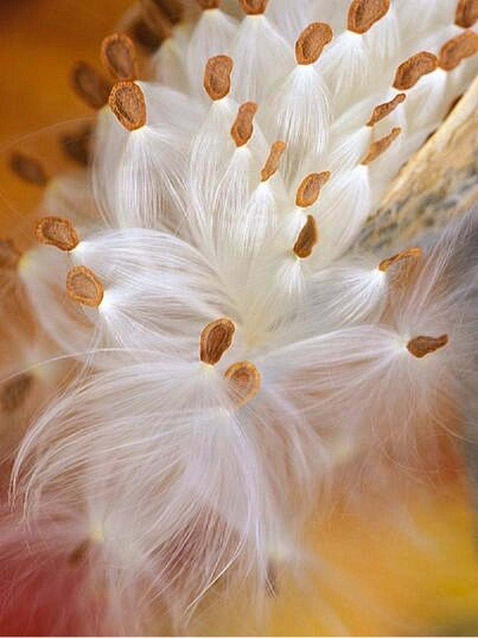 大自然的艺术品,在风中起舞的种子|马利筋 马利筋(asclepias curas