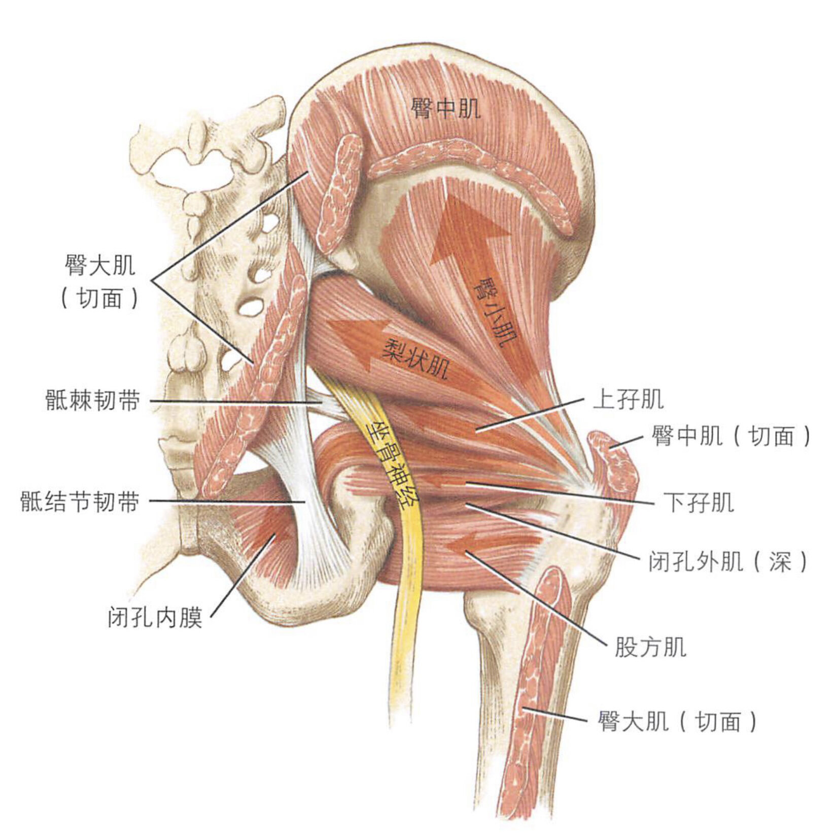 梨状肌综合征met肌肉能量技术 梨状肌紧张或存在一定的功能障碍