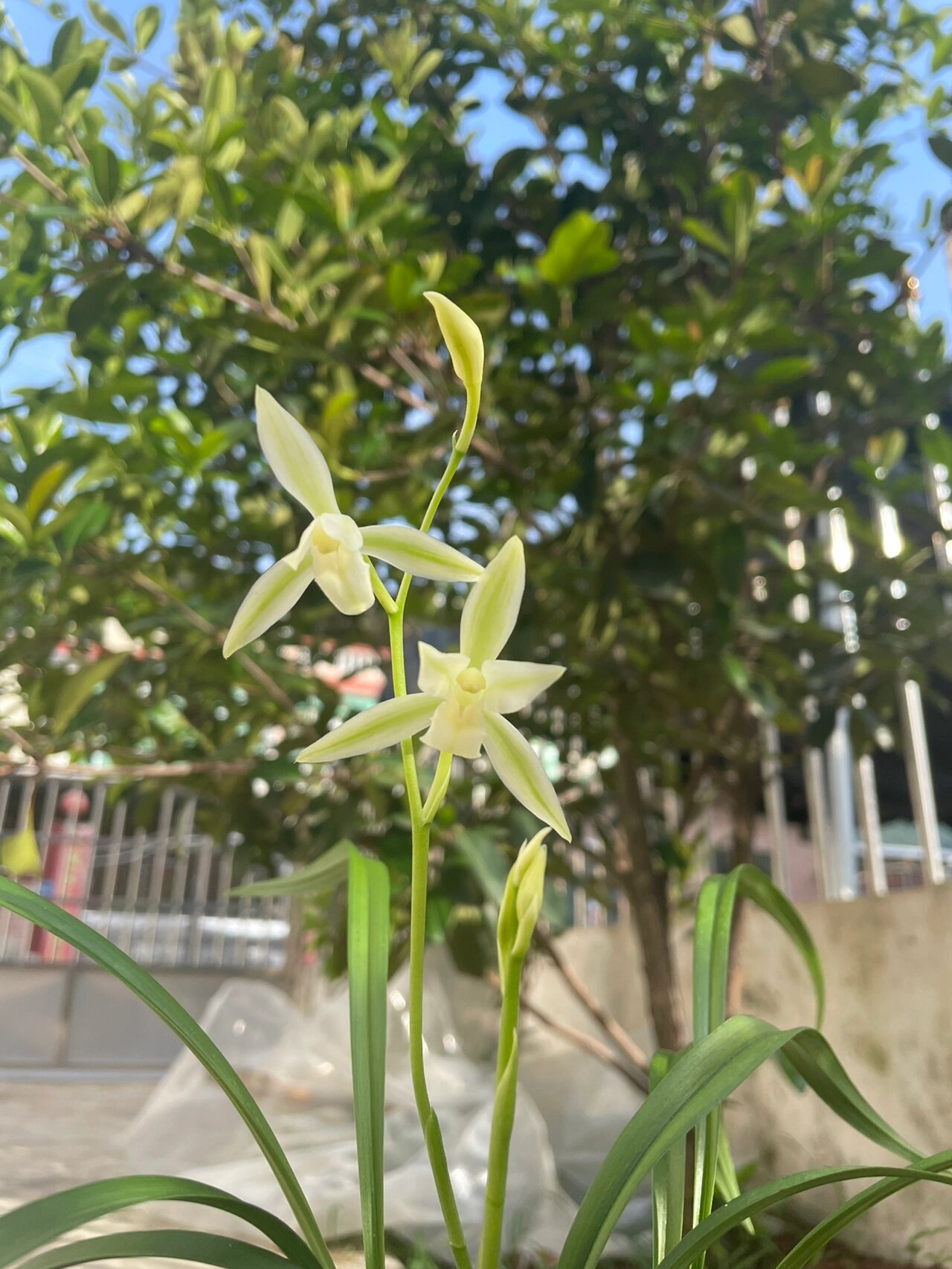 建兰黄山雪 小草大花